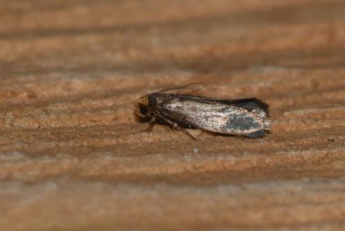 Cephimallota crassiflavella